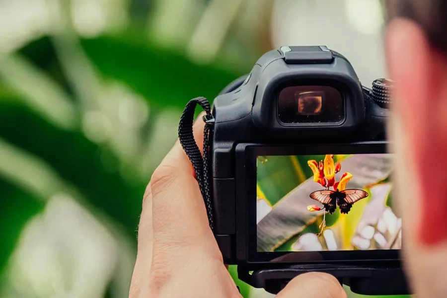 Person taking a close-up picture of a butterfly