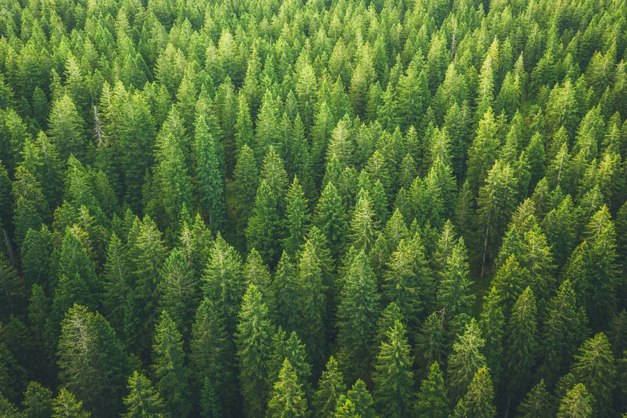Photo of forest with green trees