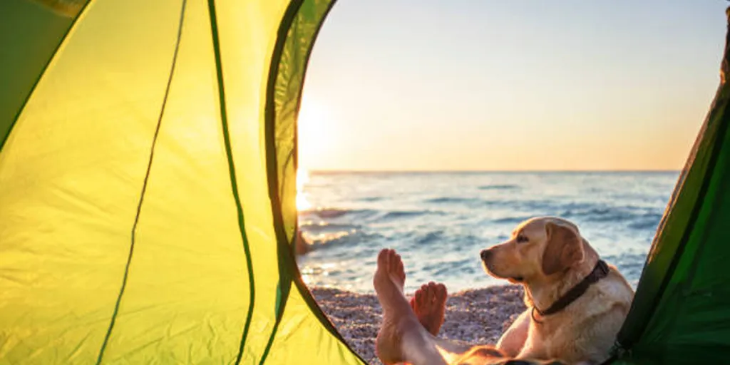 Tente de plage pop-up installée sur la plage avec un chien