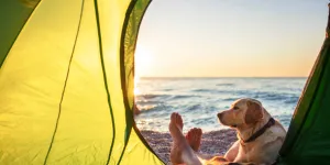 Pop-up beach tent set up on beach with dog