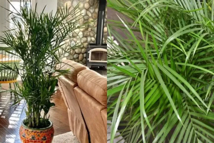 オフィスの床にある鉢植えのタケヤシ植物 (Chamaedorea seifrizii)