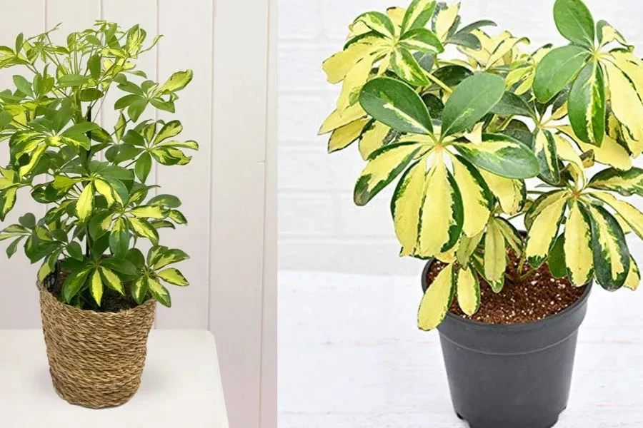 Plante parapluie en pot (Heptapleurum arboricola) sur un bureau