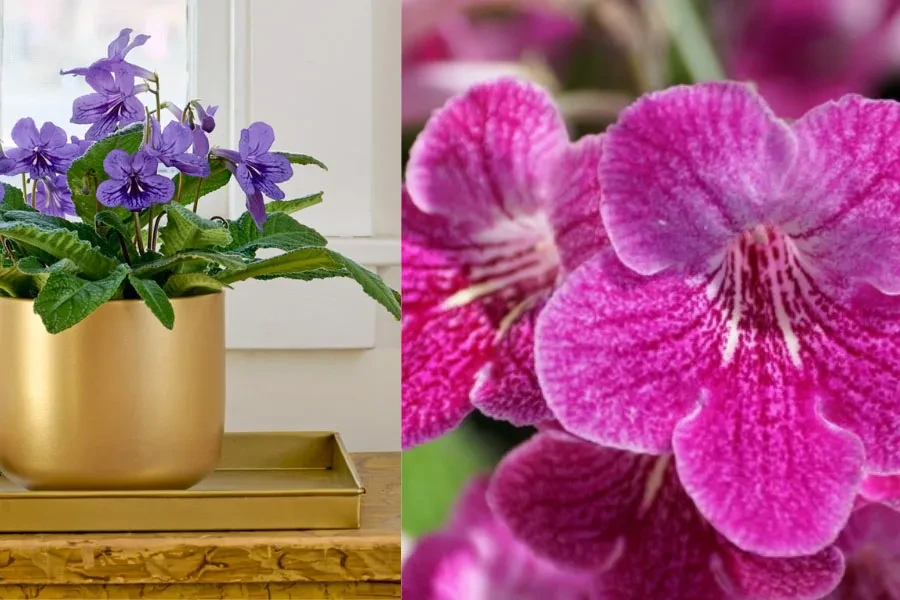 Bir ofis penceresinde mor ve pembe pelerin ana bitkisi (streptocarpus)