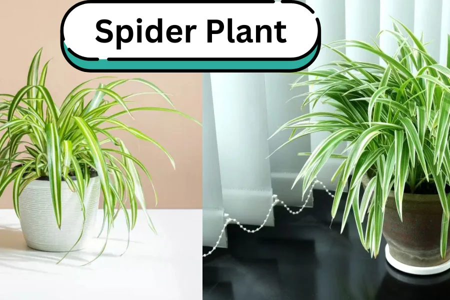 Planta aranha (Chlorophytum comosum) em uma mesa de escritório