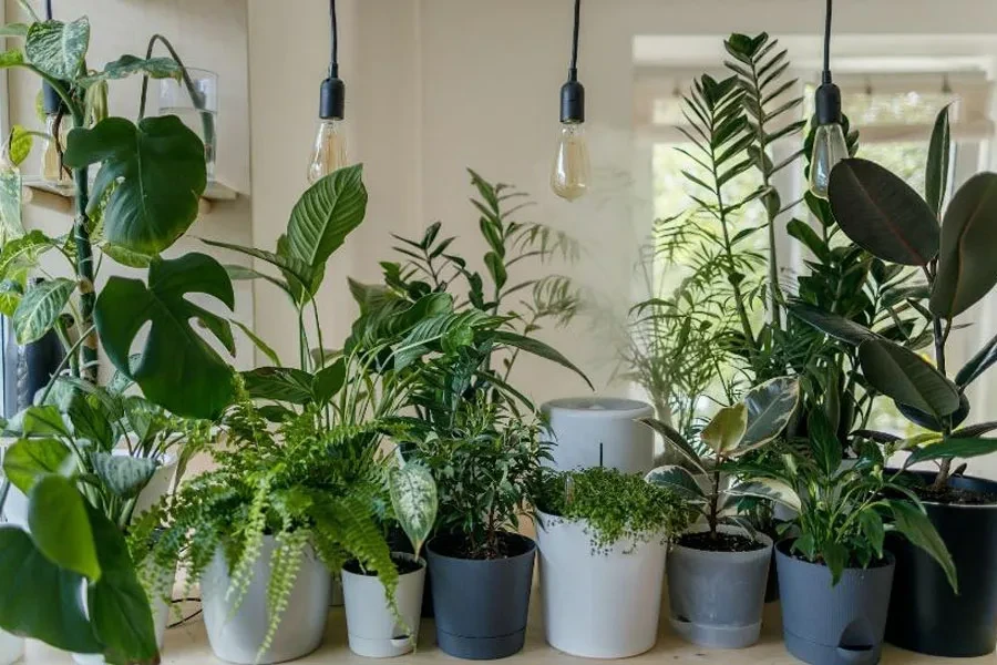 Table full of potted indoor greenery