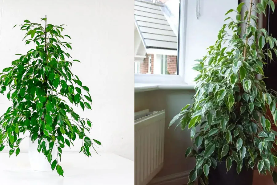 オフィスの隅にあるシダレイチジク (Ficus benjamina) とオフィスの机の上の別の植物