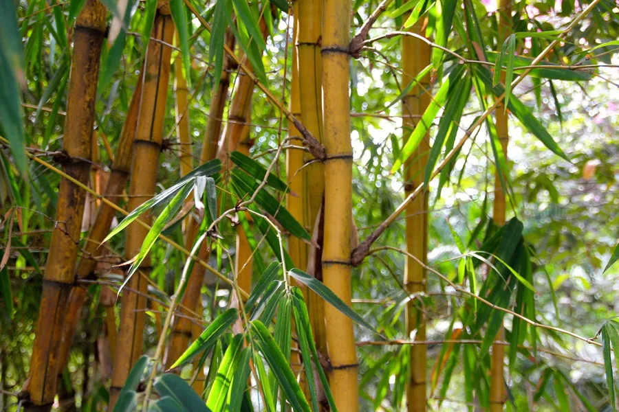 a bamboo plant from which cheap bamboo sleepers are made