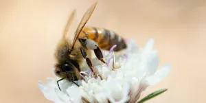 Una abeja sobre una flor blanca.
