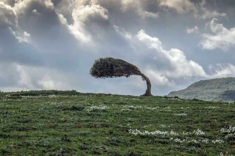 uma árvore curvada em direção ao vento forte