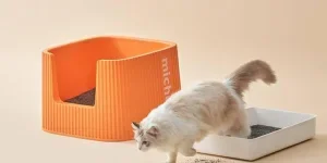 cat litter box