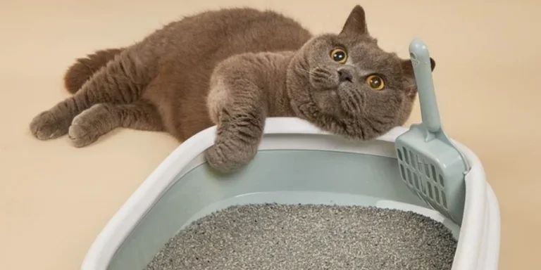 cat litter