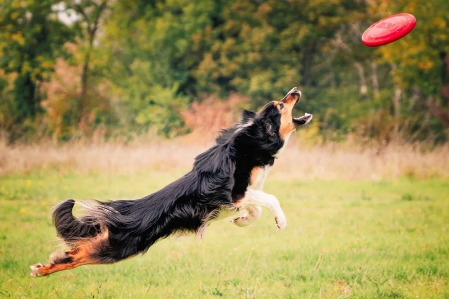 catching the disc