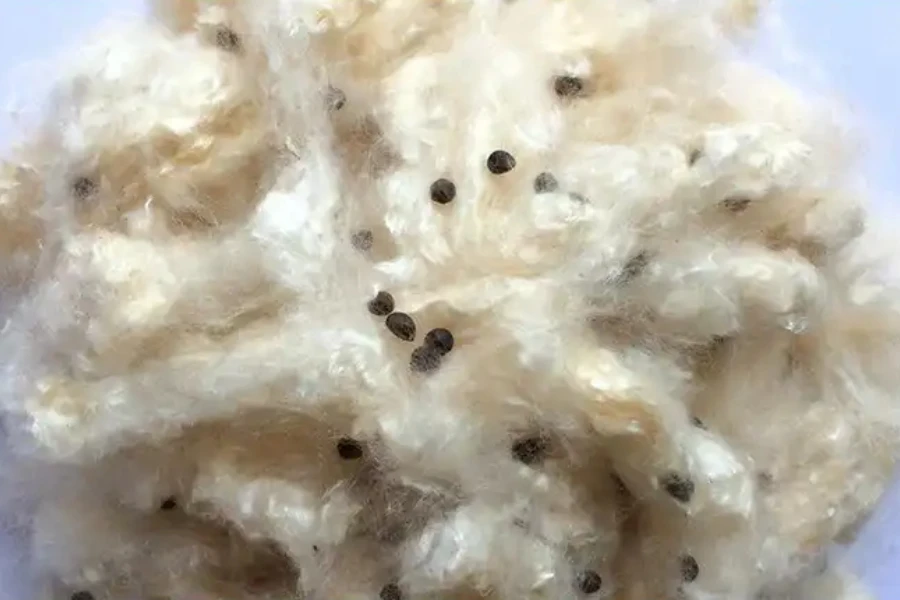 Close-up image of silky kapok fibers with embedded seeds