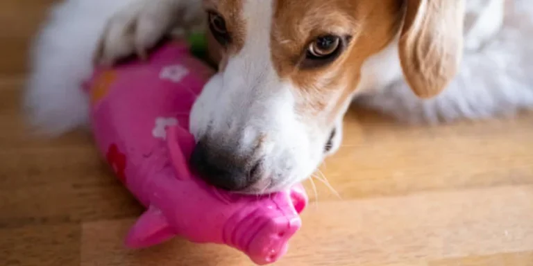 dog squeak toy