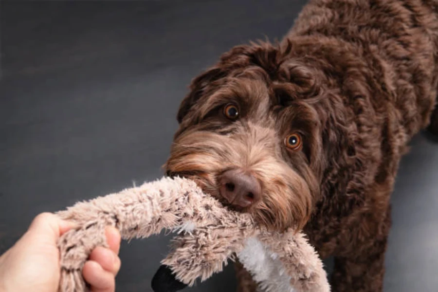 jouet qui couine pour chien