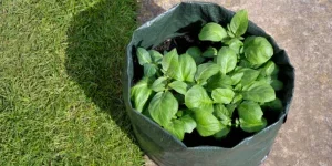 grow bag