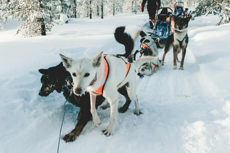 Tied Dogs on Snow Field