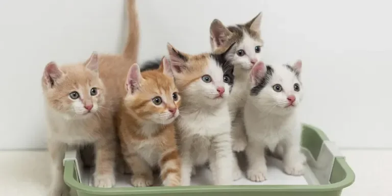 the cat litter boxes and accessories