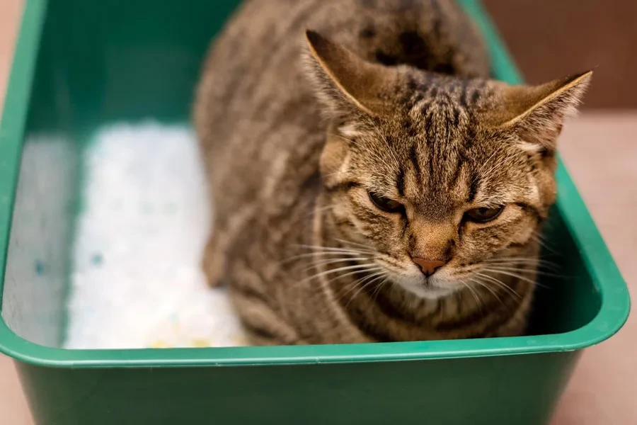 the cat litter boxes and accessories