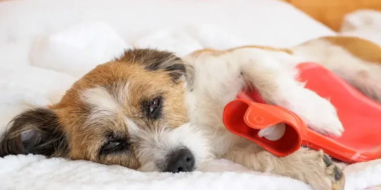 the hot water bottle