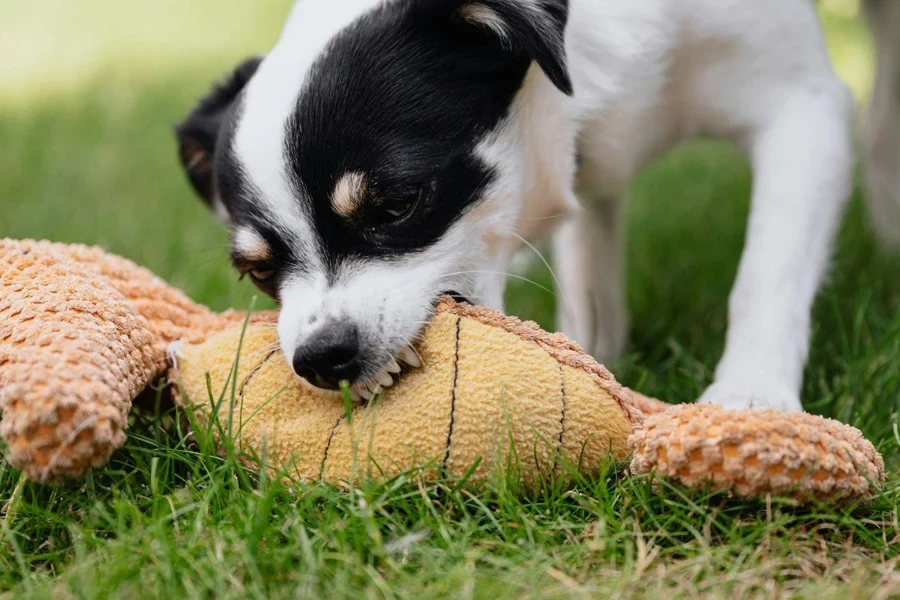 the pet squeak toy