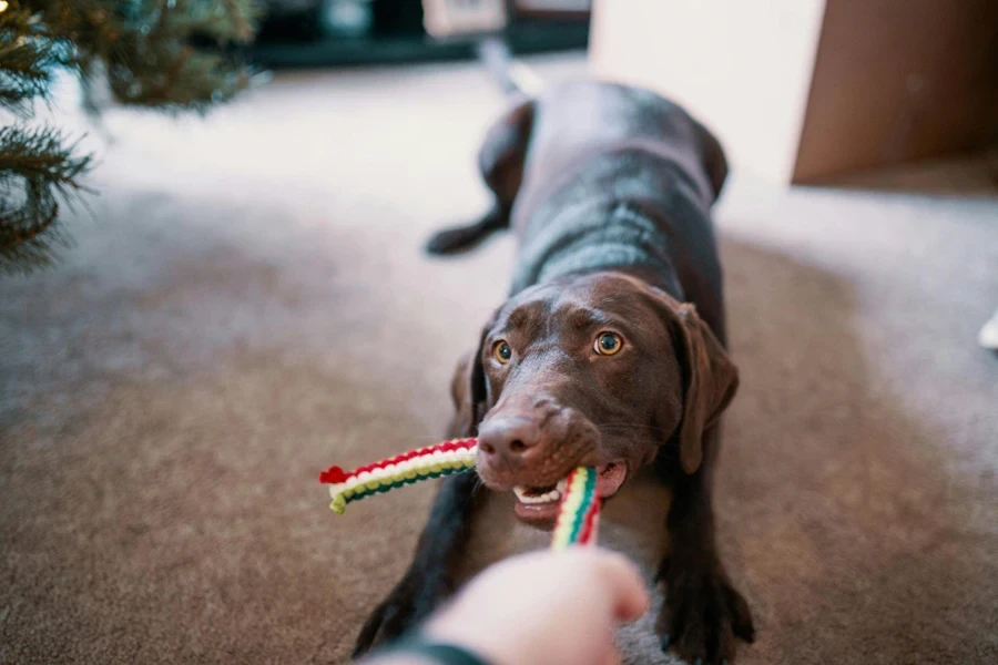 the pet squeak toy