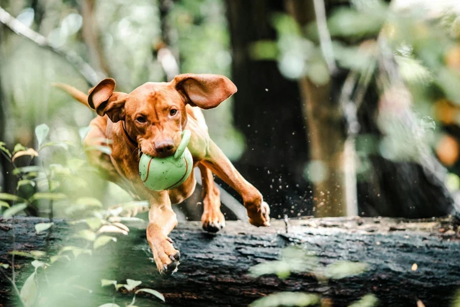 the pet squeak toy