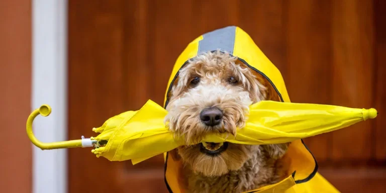 the raincoat
