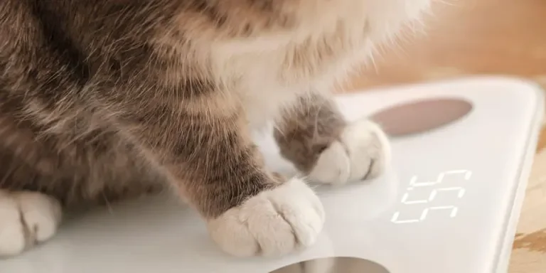 the smart body scale