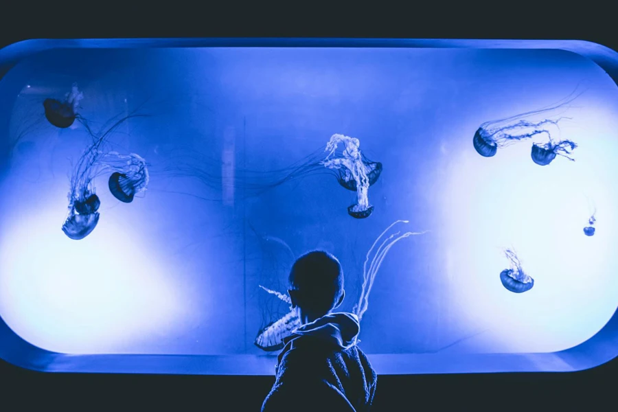 Boy Standing in Front Of Jelly Fish Aquarium With Purple Light