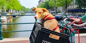 Brown and White Short Coated Dog on Black Pet Carrier Box