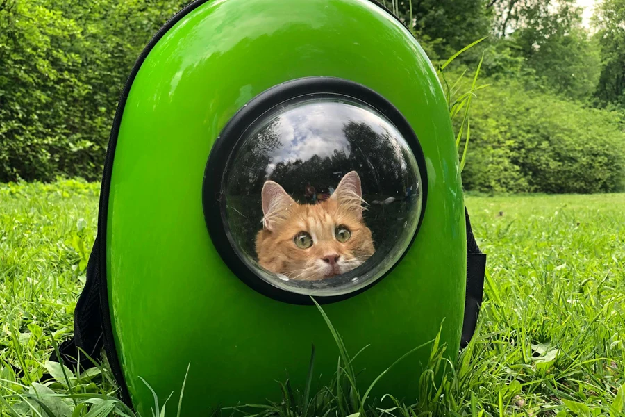 Photo of a Cat in a Green Cat Carrier