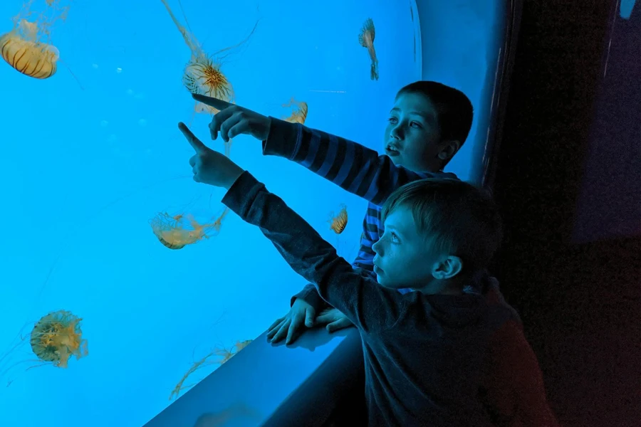 Two Boy Touching Aquarium Glass