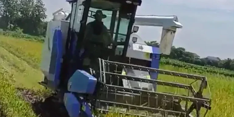 une petite machine de récolte de riz au travail dans une rizière