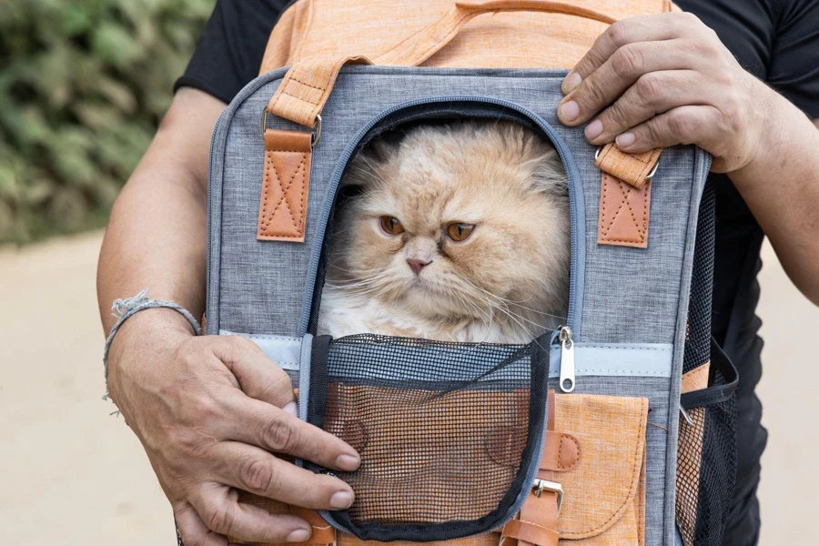 cat in a carrier