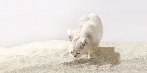 cat litter