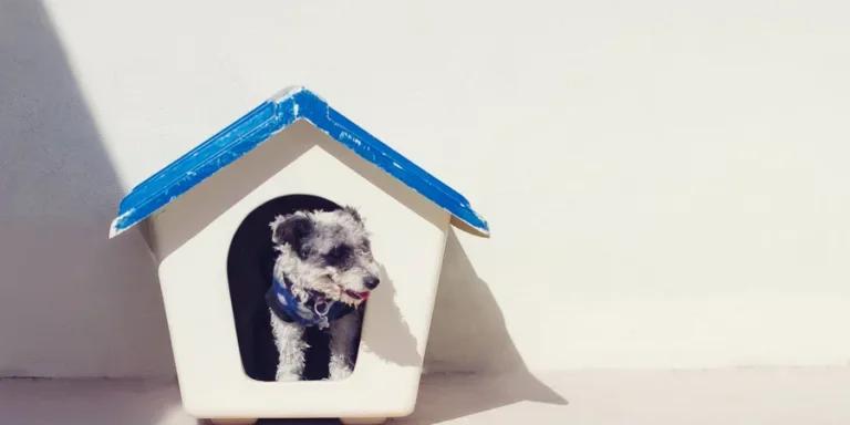 dog house
