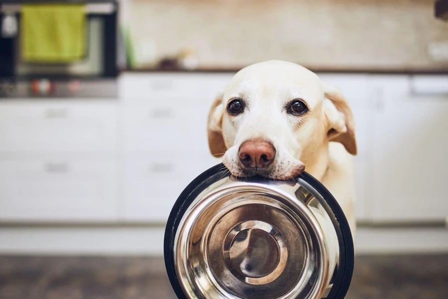 dog waiting for feeding