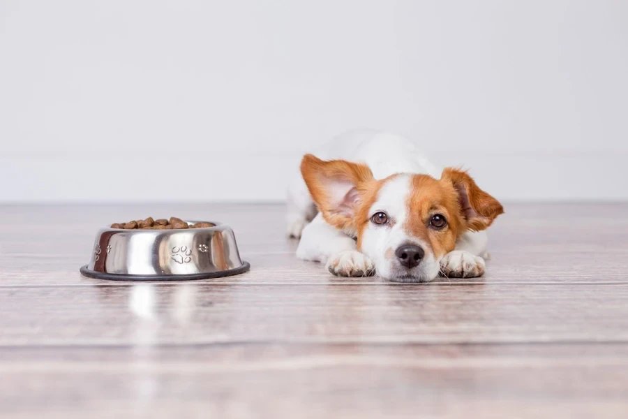 dog waiting for food