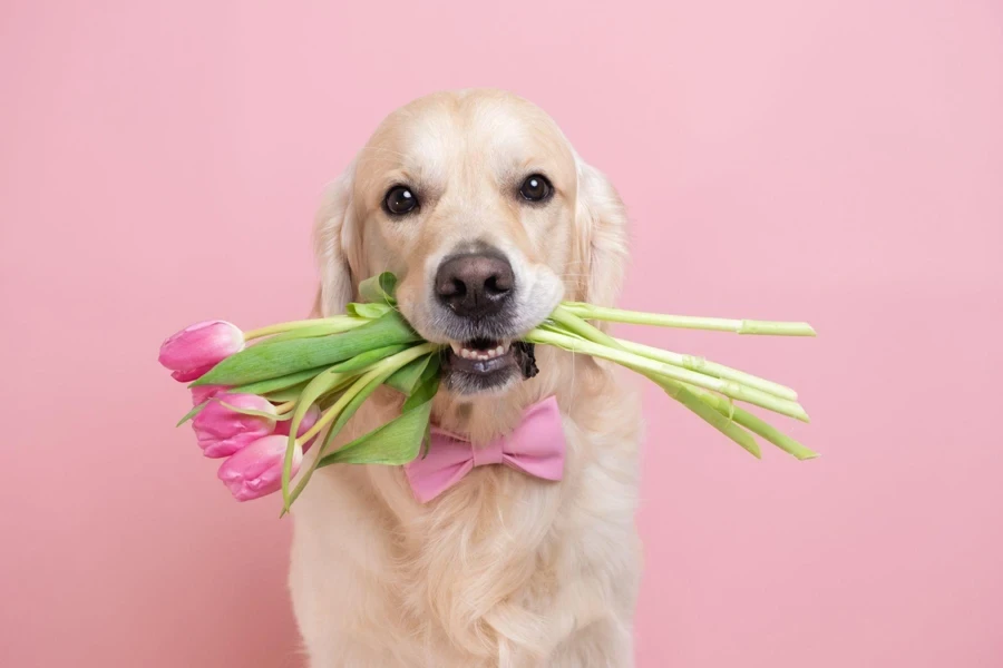 dog with healthy skin