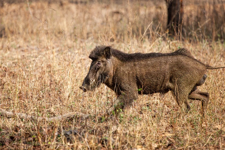 Indian Wild pig or India Boar walling down to a waterhole for a drink
