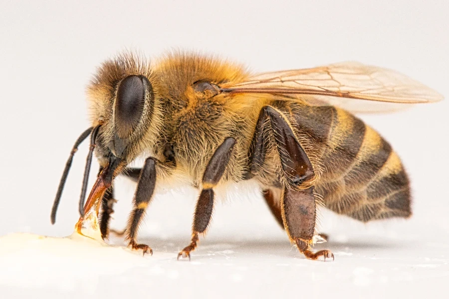 Graceful Bee in Flight: A Study in White Elegance
