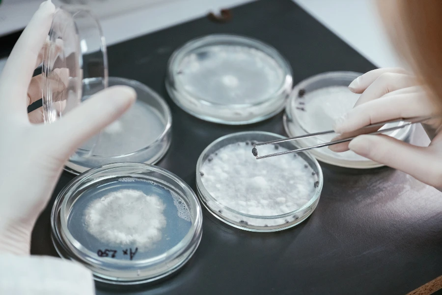 Woman is working with Sclerotinia that is in the rounded containers in the laboratory