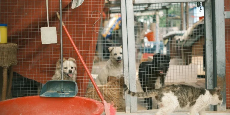 Dogs Watching Cat in Cage in Shelter
