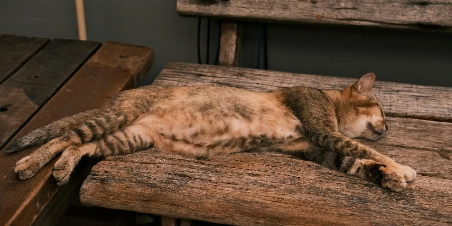 A cat sleeping on a wooden bench