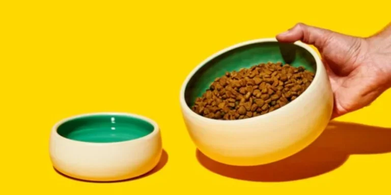 pet bowl