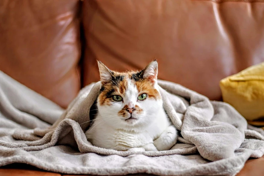 A cat feeling cozy