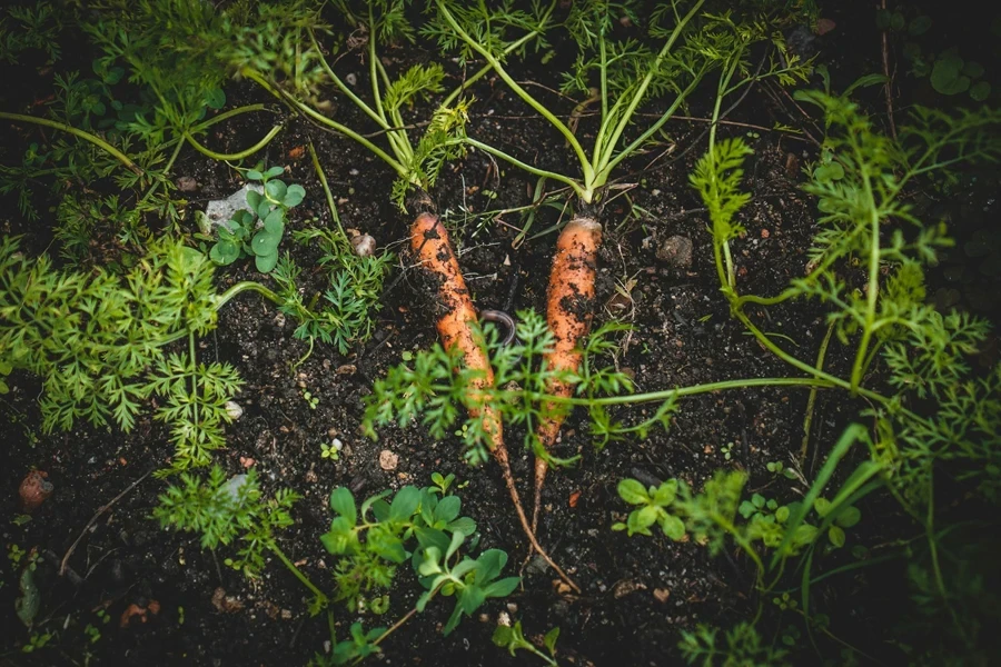 Carrots in the soil