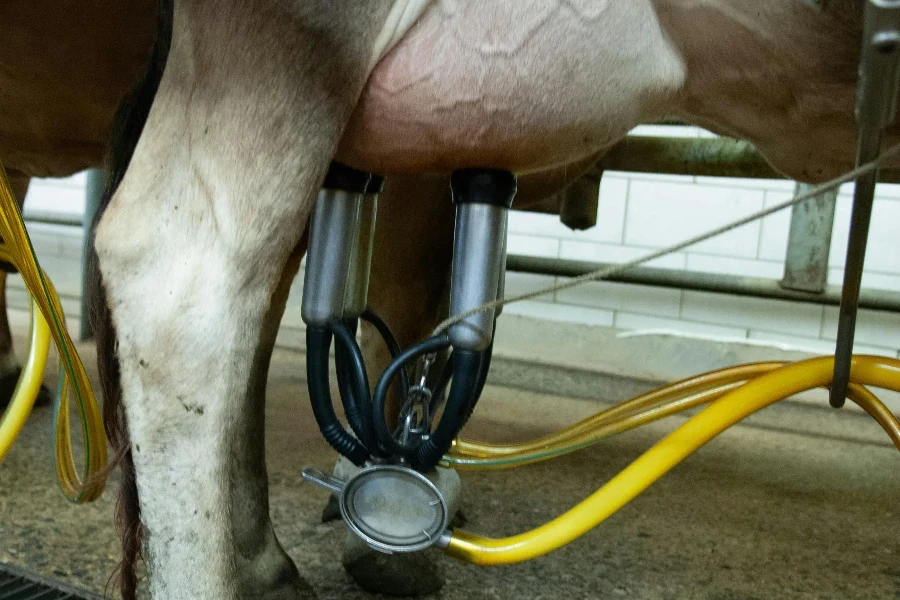 Fotografía de cerca de la ubre de una vaca mientras se ordeña