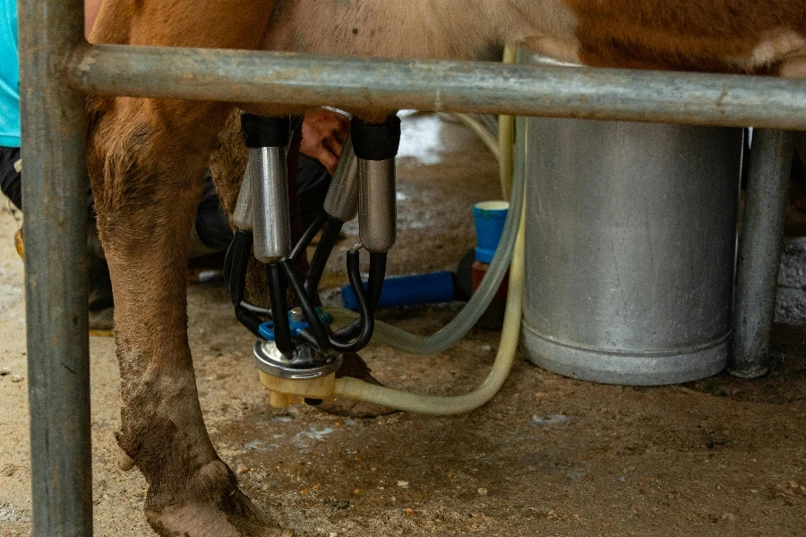 Primer plano de una máquina de ordeño conectada a las ubres de las vacas